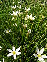 Zephyranthes Atamasco (fam Amaryllidacees) (Am. du nord) (2) (Photo F. Mrugala)